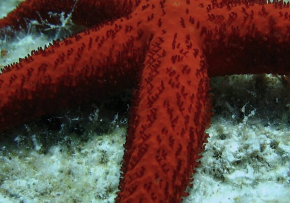 Iti doresti o vacanta la mare si soare de Paste, Grecia si-a deschis granitele pentru turistii romani!