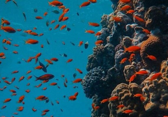 Hurghada-Egipt,sejur 7 nopti in perioada 06.05-13.05.2021